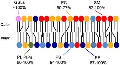 Interleaflet Coupling, Pinning, and Leaflet Asymmetry—Major Players in Plasma Membrane Nanodomain Formation